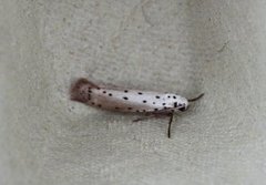 Orchard Ermine (Yponomeuta padella)