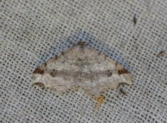 Sharp-angled Peacock (Macaria alternata)