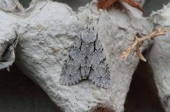 Psikveldfly (Acronicta psi)