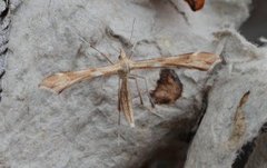 Ryllikfjærmøll (Gillmeria pallidactyla)