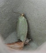 Grønn eikevikler (Tortrix viridana)