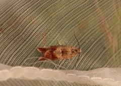 Willow Tortrix (Epinotia cruciana)