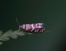 Common Spruce Bell (Epinotia tedella)
