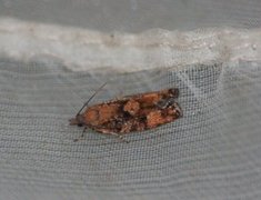 Spruce Bud Moth (Zeiraphera ratzeburgiana)