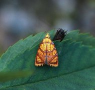 Yellow Rose Button (Acleris bergmanniana)