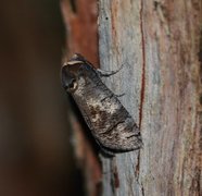 Goat Moth (Cossus cossus)