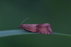 Barred Marble (Celypha striana)