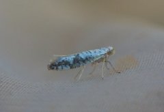 Netted Argent (Argyresthia retinella)