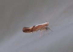 Cherry Fruit Moth (Argyresthia pruniella)