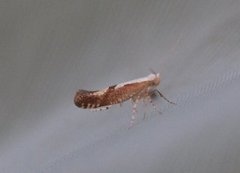 Kirsebærmøll (Argyresthia pruniella)