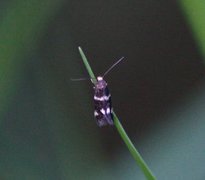 White-headed Dwarf (Elachista albifrontella)