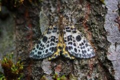 Spotted Beauty (Arichanna melanaria)