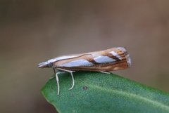 Treflekket nebbmott (Catoptria permutatella)