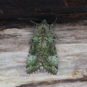 Grønt skogfly (Anaplectoides prasina)