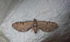 Brun dvergmåler (Eupithecia absinthiata)