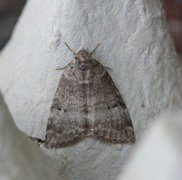 Punkthalvspinner (Ochropacha duplaris)