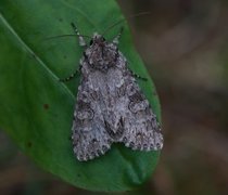 Grey Arches (Polia nebulosa)