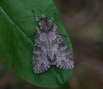 Grått hakefly (Polia nebulosa)