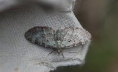 Bilberry Pug (Pasiphila debiliata)