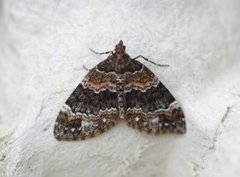 Barred Carpet (Martania taeniata)