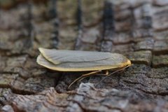Common Footman (Eilema lurideola)
