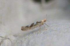 Sallow Argent (Argyresthia pygmaeella)