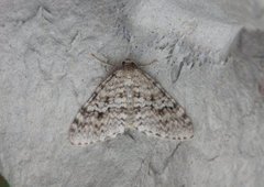 Welsh Wave (Venusia cambrica)