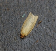 Timothy Tortrix (Zelotherses paleana)