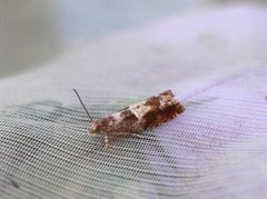 Nut Bud Moth (Epinotia tenerana)