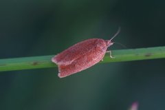 Heibladvikler (Aphelia viburniana)