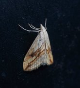 Garden Pebble (Evergestis forficalis)