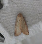 Small Dotted Buff (Photedes minima)