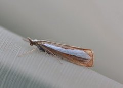 Pearl-band Grass Veneer (Catoptria margaritella)