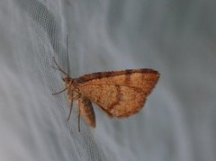 Rannoch Looper (Macaria brunneata)