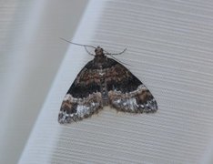 Barred Carpet (Martania taeniata)