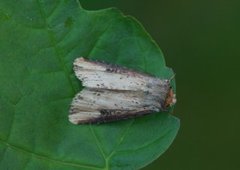 Flame (Axylia putris)