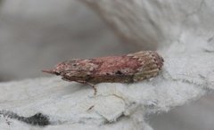 Bee Moth (Aphomia sociella)