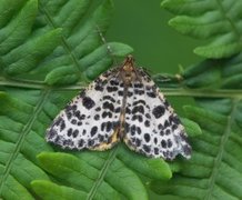 Spotted Beauty (Arichanna melanaria)