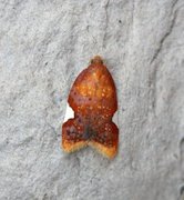 Rød flatvikler (Acleris holmiana)