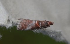 Rognesmalmott (Acrobasis advenella)