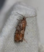 Spruce Bud Moth (Zeiraphera ratzeburgiana)