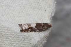 Holly Tortrix (Rhopobota naevana)