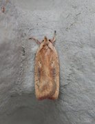 Dark-fringed Flat-body (Agonopterix nervosa)