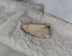Small Dotted Buff (Photedes minima)