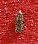 Brown House Moth (Hofmannophila pseudospretella)