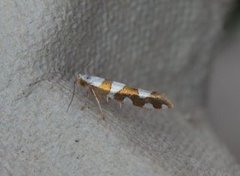 Gold-ribbon Argent (Argyresthia brockeella)