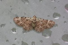 Bilberry Pug (Pasiphila debiliata)