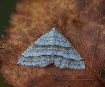 Linjelundmåler (Mesotype parallelolineata)