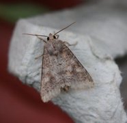 Rødlig løvfly (Parastichtis suspecta)