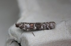 Dark Pine Knot-horn (Dioryctria abietella)